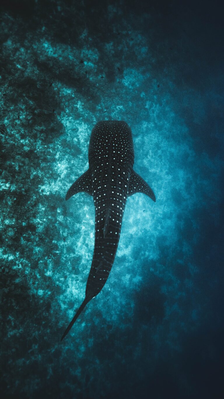 All About The Whale Shark