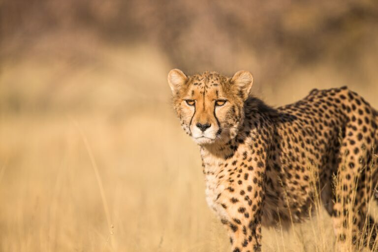 Speed Challenge: Cheetah vs Mako