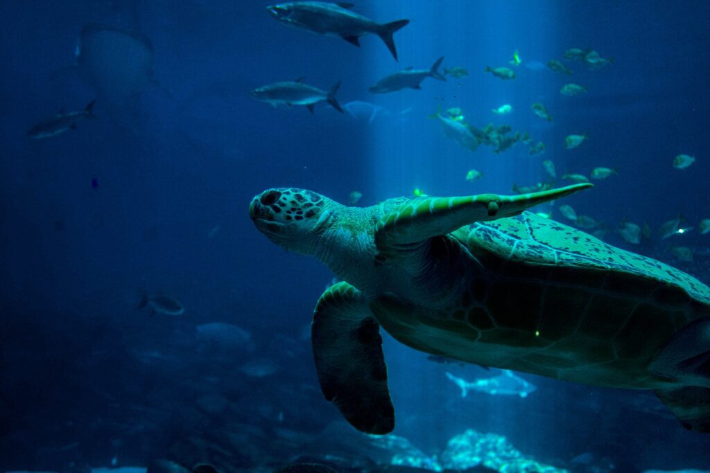 Turtle at Georgia Aquarium