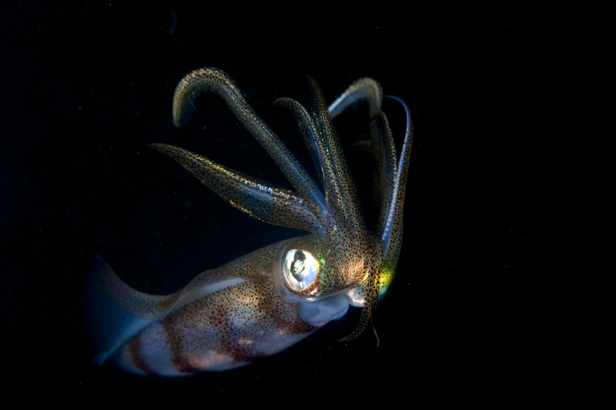 A bioluminescent squid