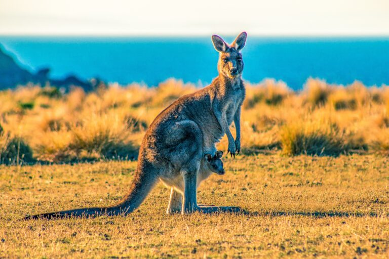 Parents Down Under: A Peek Inside The Kangaroo Pouch