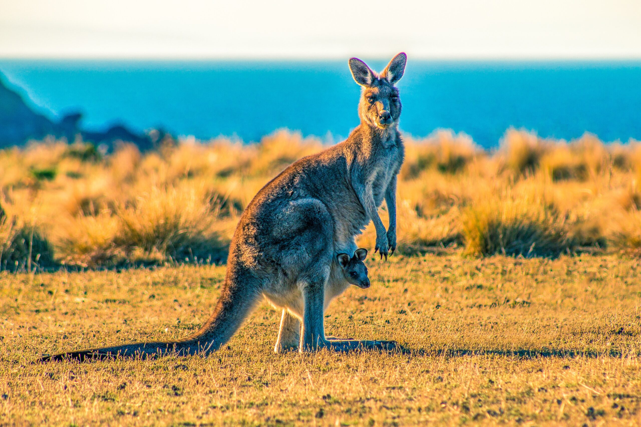 kangaroo with joey in pouch