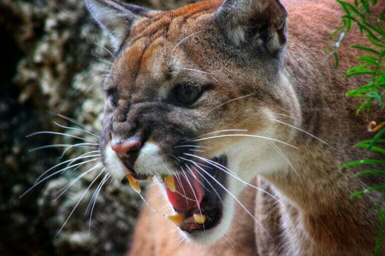 On The Brink: Endangered Florida Panther Population