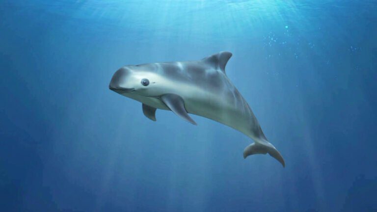 Extinction Alert! The Vaquita Porpoise Population